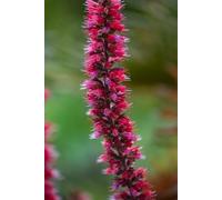 Echium russicum - Vipérine de Russie - résistante au froid