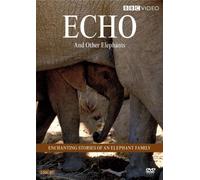 Echo & Other Elephants