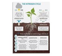 Ecology Nitrogen Cycle Poster Biology Education Wall-Art