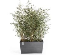 Ecopots Paris Gris - L 80 x P 42 x H 38 cm (100 litres)