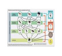 Ecosystem Food Web Poster North American Science
