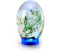 Ecosystème aquatique fermé Aquarium de bureau pour poissons et crevettes avec base LED - Mini aquarium autosuffisant pour la maison ou le bureau