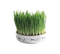 Trixie Bol en céramique pour herbe à chat 42341 Blanc Ø 15 × 4 cm 50 g