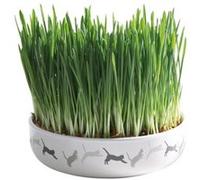 Trixie Bol en céramique pour herbe à chat 42341 Blanc Ø 15 × 4 cm 50 g