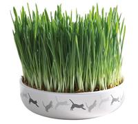 Ecuelle En Céramique Avec Herbe À Chats