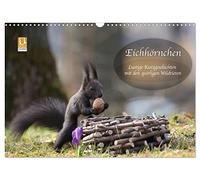 Écureuils - Histoires courtes amusantes avec ces animaux sauvages pleins de vie, Version française (Calendrier mural 2026 DIN A3 portrait), Calendrier CALVENDO mensuel