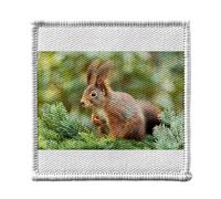 Ecusson Thermocollant Vetement 7x7cm - Écureuil Sauvage sur une Branche de Sapin - Patch a Repasser pour Reparation ou Customisation T-shirt Sac Jeans Imprime en France