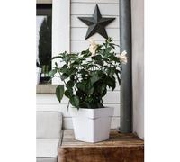 EDA-Pot carre Toscane Blanc L24,8 x l24,8 x H24