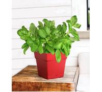 Pot Carré Toscane Avec Réserve D'eau 3.4l - 18x18cm - Rouge Rubis - Eda Plastiques