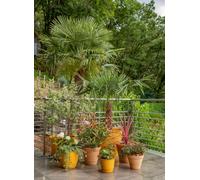 EDA-Soucoupe jaune curcuma pour pot Poetic Joy 50 - diamètre 38 x H 4,8 cm