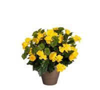 EDELMAN-Bégonia jaune artificiel en pot gris Edelman - diamètre 36 x H 37 cm