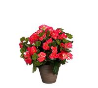 EDELMAN-Bégonia rose artificiel en pot gris Edelman - diamètre 36 x H 37 cm