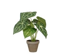 EDELMAN-Plante artificielle Caladium en pot coloris vert - diamètre 28 cm x 21 cm