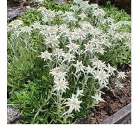 Edelweiss des Alpes
