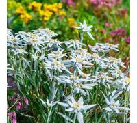 Edelweiss des Alpes, Leontopodium alpinum 100 Graines, vivace