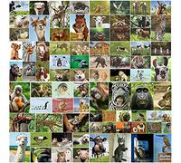 Edition Colibri 100 ANIMAUX: Lot de 100 cartes postales d'animaux avec 100 motifs différents - idéal pour les collectionneurs, les écoles ou pour le postcrossing de