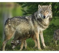 Edition Colibri Carte postale 3D lenticulaire loup "louve avec son petit"