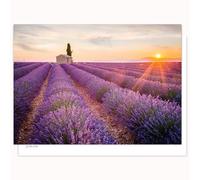 Edition Colibri Carte postale - Champ de lavande avec coucher de soleil - Lot de 10 cartes plates (A6) - Verso pour écrire