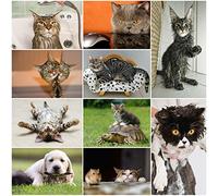 EDITION COLIBRI Lot de 10 cartes postales avec chats amusants, méchants et amusants (10 motifs différentes) pour collectionneurs et postcrossing par EDITION COLIBRI - Respectueux de l'environnement