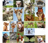 Edition Colibri Lot de 20 cartes postales avec animaux amusants et sympas, format A6, pour les collectionneurs et le postcrossing (Set 6)