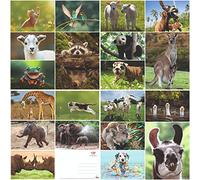Edition Colibri Lot de 20 cartes postales avec animaux amusants et sympas, format A6, pour les collectionneurs et le postcrossing (Set 8)
