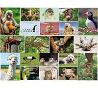 Edition Colibri Lot de 20 cartes postales avec animaux amusants et sympas, format A6, pour les collectionneurs et le postcrossing (Set 5)