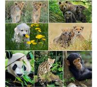 Edition Colibri Lot de 7 cartes postales lenticulaires effet 3D de bébés animaux (panda, chimpanzé, chat sauvage, lion, guépard, chien)
