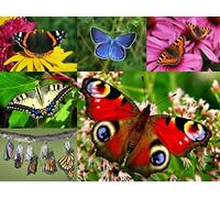 Edition Colibri Set de cartes postales avec 6 papillons différents d'Europe avec vernis brillant sur le recto