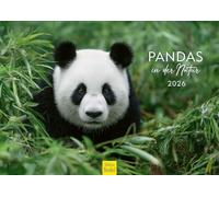 Edition Seidel Calendrier 2026 de qualité supérieure - Motif pandas dans la nature - Format DIN A3 - Calendrier mural - Animaux pandas - Jeunes animaux - Chine - Bambou - Faune sauvage