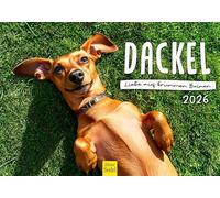 Edition Seidel Calendrier 2026 de qualité supérieure - Motif teckel - Format A5 - Calendrier mural pour chien - Chiot - Enfants d'animaux - Race de chien