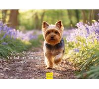 Edition Seidel Calendrier 2026 de qualité supérieure Yorkshire Terrier - Format DIN A3 - Calendrier mural - Chien - Chiot - Chiot - - Mode Lifestyle