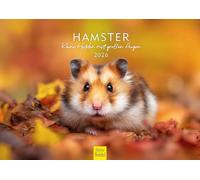 Edition Seidel Calendrier de qualité supérieure - Motif hamster - Petits héros aux grands yeux - Format A4 - Calendrier mural - Calendrier mural - Mammifère - Animal de compagnie - Rongeur mignon