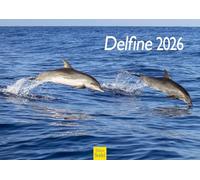 Edition Seidel Calendrier mural 2026 de qualité supérieure - Format A3 - Calendrier mural - Calendrier animal - Dauphins baleines - Orques - Mammifères - Mer - Océan