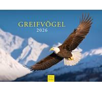 Edition Seidel Calendrier mural 2026 de qualité supérieure - Format A3 - Motif : aigle, faucon, bussard, chouette, nature, oiseaux sauvages Christian Müringer