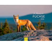 Edition Seidel Calendrier mural 2026 de qualité supérieure - Format A3 - Motif animaux - Renard - Jeunes animaux - Forêt - Nature