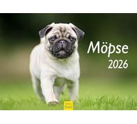 Edition Seidel Calendrier mural 2026 de qualité supérieure - Format A3 - Motif carlin - Chiots - Race de chien