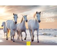 Edition Seidel Calendrier mural 2026 de qualité supérieure - Format A3 - Motif chevaux - Animaux - Poulain - Jument - Étalon - Poney
