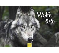 Edition Seidel Calendrier mural 2026 de qualité supérieure - Format A3 - Motif : loups - Animaux sauvages - Loup - Forêt - Nature
