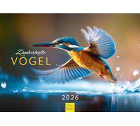 Edition Seidel Calendrier mural 2026 de qualité supérieure - Format A3 - Motif oiseaux - Mésange bleue - Martin-pêcheur chrétien Müringer