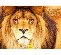 Edition Seidel Calendrier mural 2026 de qualité supérieure - Format A4 - Calendrier mural - Afrique - Animaux sauvages - Prédateur - Chat - Gros chat - Tigre - Guépard