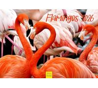 Edition Seidel Calendrier mural 2026 de qualité supérieure - Format A4 - Motif : animaux - Afrique - Europe - Asie