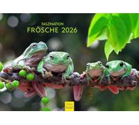 Edition Seidel Calendrier mural 2026 de qualité supérieure - Format A4 - Motif grenouille - Animaux - Grenouille - Crapaud et amphibiens