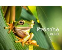 Edition Seidel Calendrier mural 2026 de qualité supérieure - Format A4 - Motif grenouille et crapaud - Amphibiens