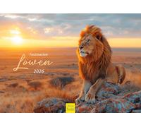 Edition Seidel Calendrier mural 2026 de qualité supérieure - Format A4 - Motif lion - Afrique - Animaux sauvages - Prédateur - Chat - Lion - Grand chat