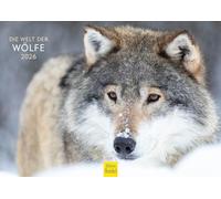 Edition Seidel Calendrier mural 2026 de qualité supérieure - Format A4 - Motif : loups - Animaux sauvages - Loup - Forêt - Nature