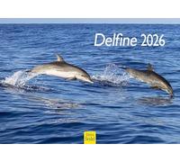 Edition Seidel Calendrier mural 2026 de qualité supérieure - Format A5 - Calendrier mural - Calendrier animaux - Dauphins baleines - Orques - Mammifères - Mer - Océan