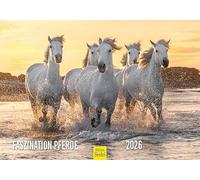 Edition Seidel Calendrier mural 2026 de qualité supérieure - Format A5 - Motif chevaux - Animaux - Poulain - Jument - Étalon - Eau