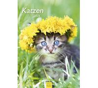 Edition Seidel Calendrier mural 2026 de qualité supérieure - Format DIN A3 - Calendrier mural - Pour animaux de compagnie, chatons, chatons, chatons, chatons, bébés