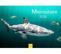 Edition Seidel Calendrier mural 2026 de qualité supérieure - Motif animaux marins - Format A4 - Calendrier mural - Dauphins, baleines, requins, méduses, tortues, raies, poissons clown, coraux