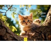Edition Seidel Calendrier mural 2026 de qualité supérieure - Motif chats mignons - Format A3 - Calendrier mural - Pour animaux de compagnie - Chatons - Chatons - Chatons - Enfants et bébés chats